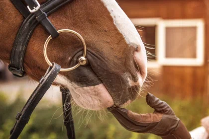 Железо для чувствительных лошадей